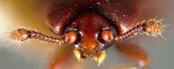 Media type: image;   Entomology 32241 Aspect: head frontal view